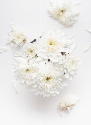 Branch blossom plant white Photo