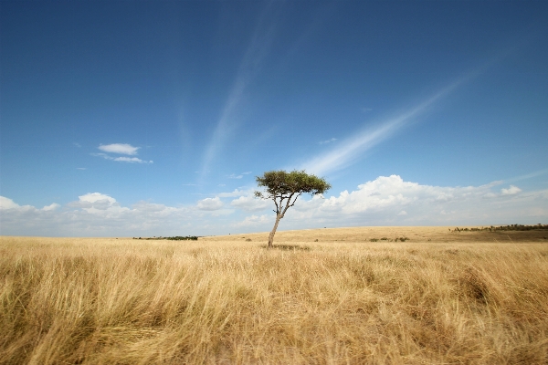 Landscape tree grass horizon Photo