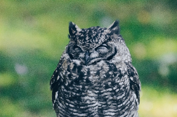 Foto Natura ramo uccello animali selvatici