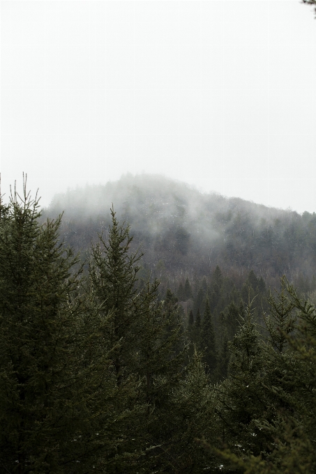 Baum natur wald wildnis
