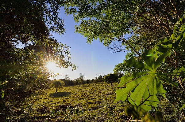 Zdjęcie Drzewo natura las pustynia
