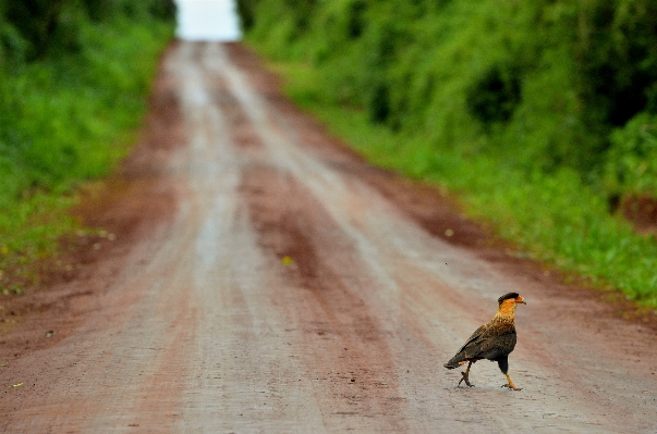 Foto Pohon alam burung jalan