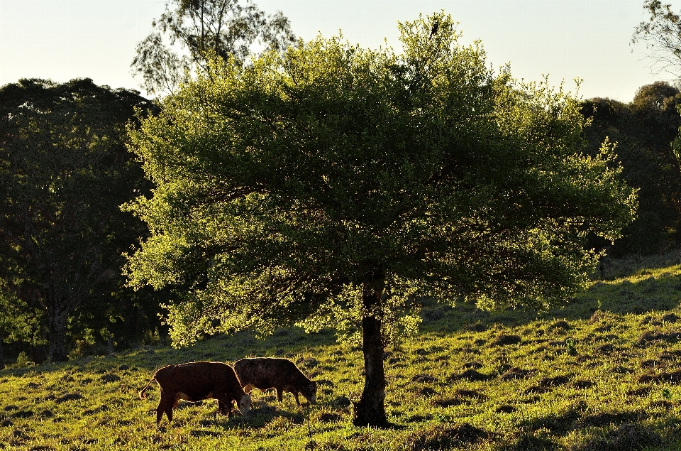 Baum natur gras wildnis
