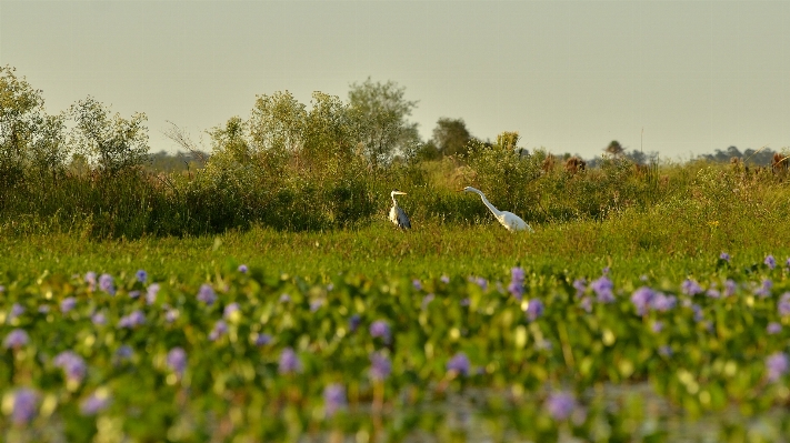 Landscape nature grass blossom Photo