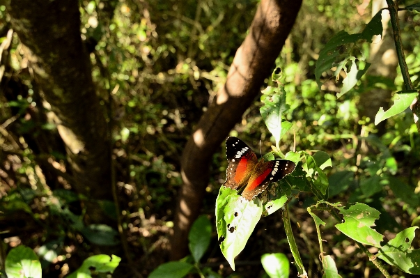 木 自然 森 ブランチ 写真