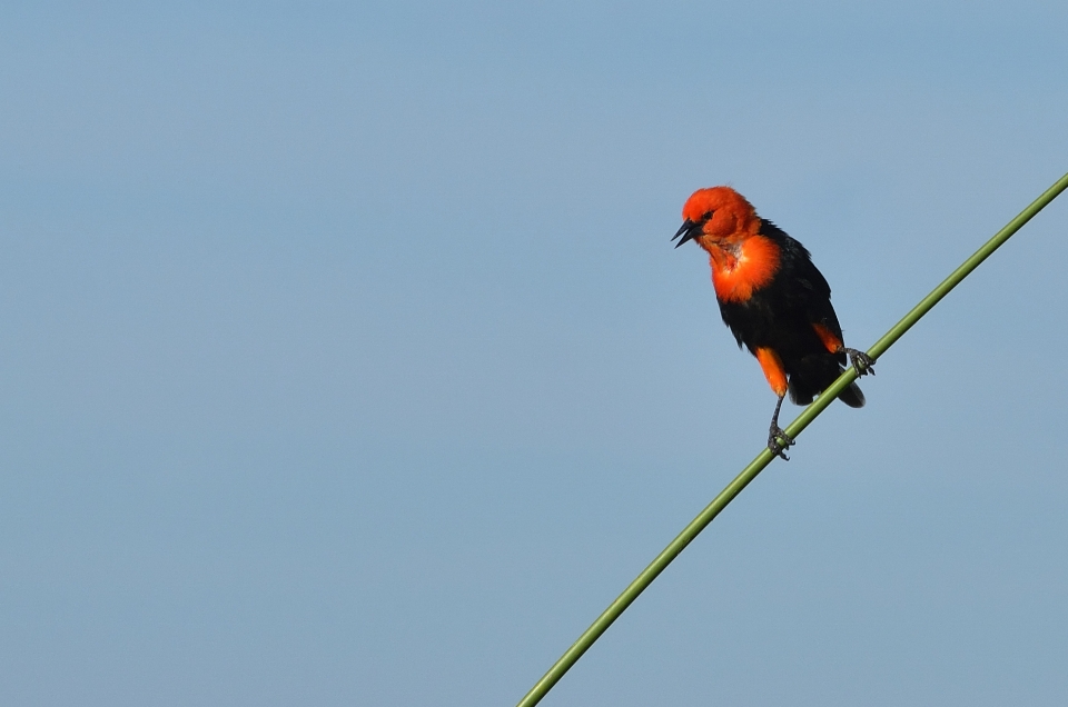 Nature bird flower wildlife