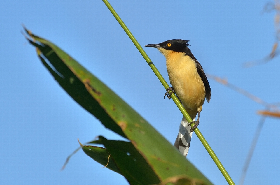 Nature branch bird flower