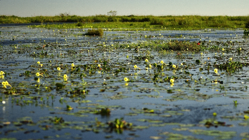 вода природа болото
 болото