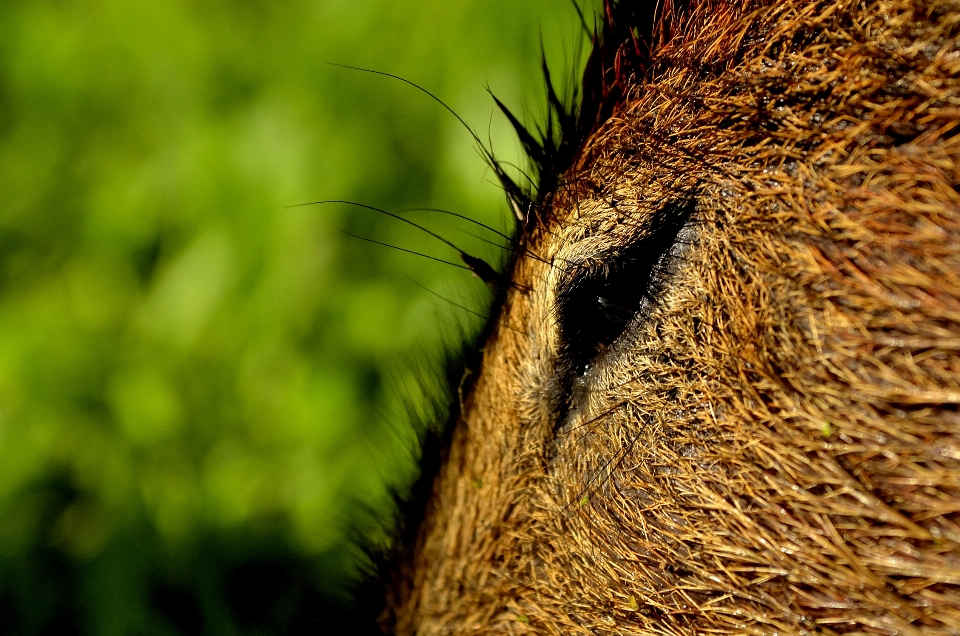 Drzewo natura trawa oddział