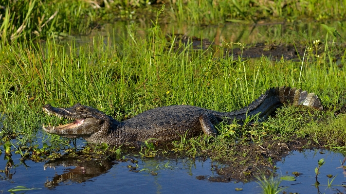 Nature swamp pond wildlife Photo