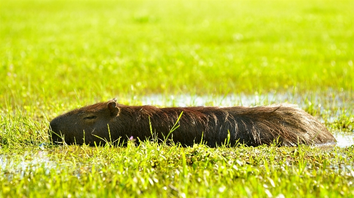 Natur gras feld rasen Foto