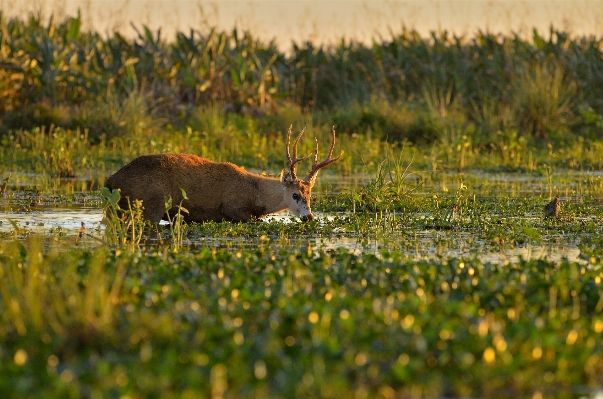 Nature grass field meadow Photo