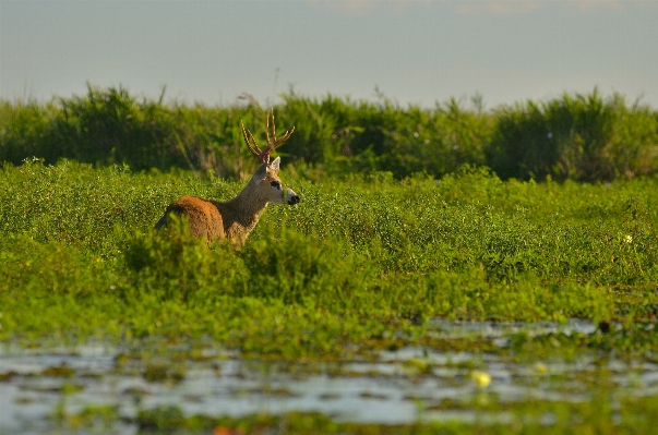 Nature grass marsh meadow Photo