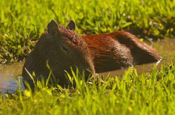 自然 草 芝生 野生動物 写真