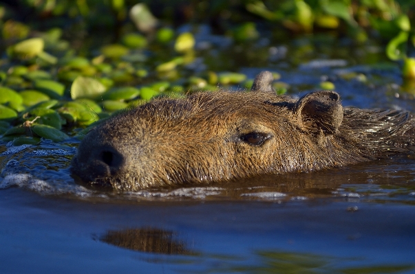 Natur tierwelt wild säugetier Foto