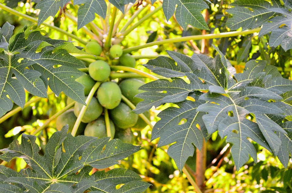 Tree branch plant fruit