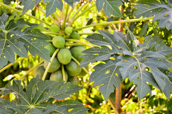 Tree branch plant fruit Photo