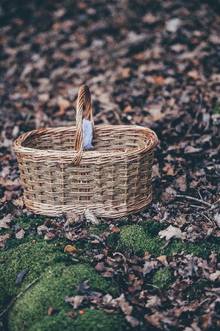 Erba legna foglia autunno