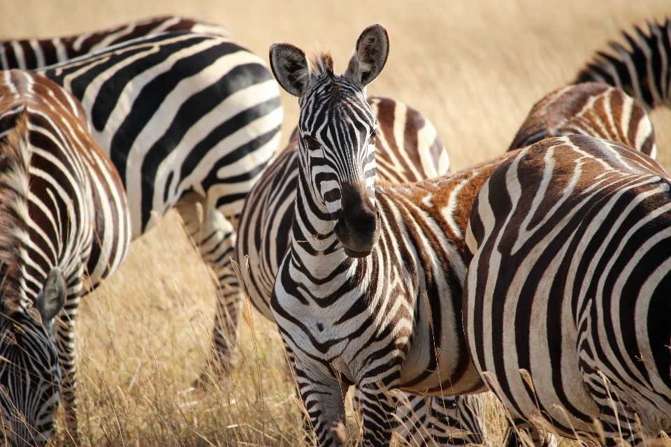 Tier tierwelt säugetier streifen