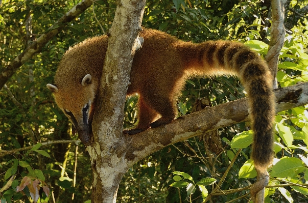 Waterfall branch wildlife zoo Photo