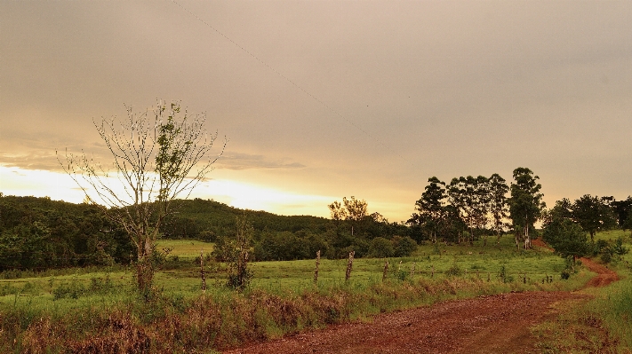 Landscape tree nature grass Photo