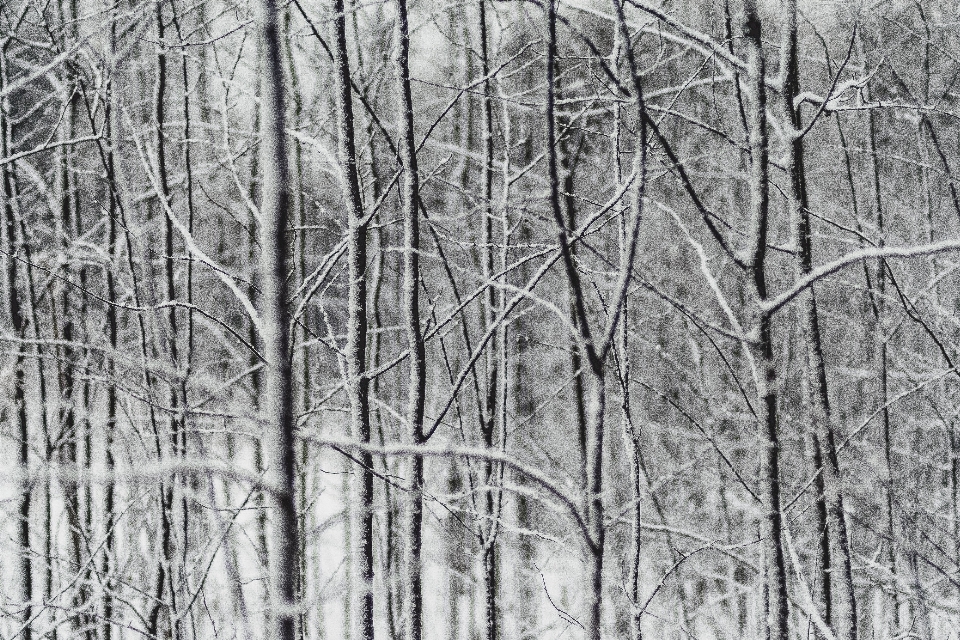 Albero foresta ramo nevicare