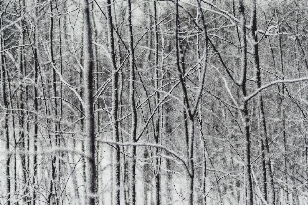 Photo Arbre forêt bifurquer neige