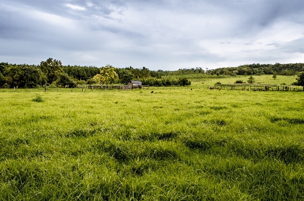 Landscape nature grass marsh Photo