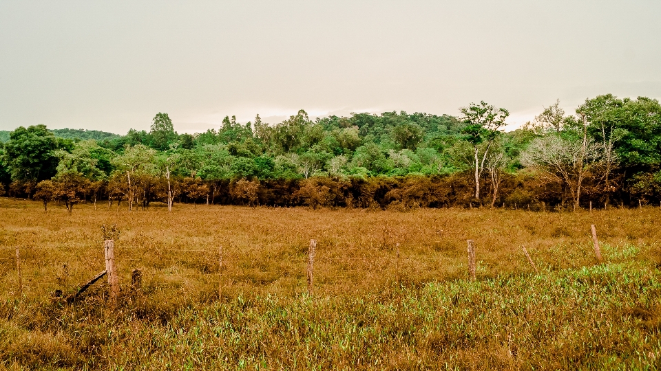 Krajobraz drzewo natura las