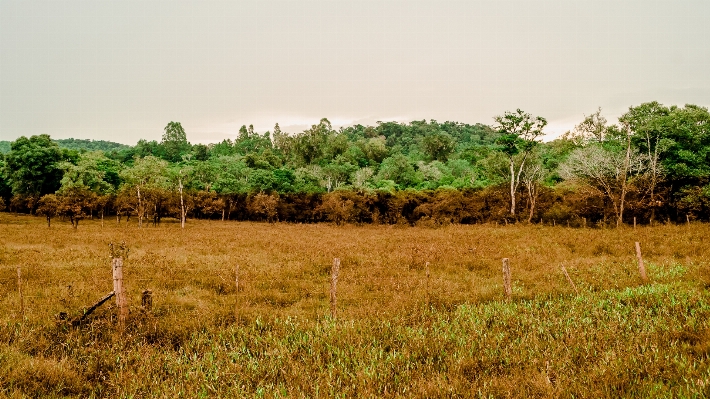 Landscape tree nature forest Photo