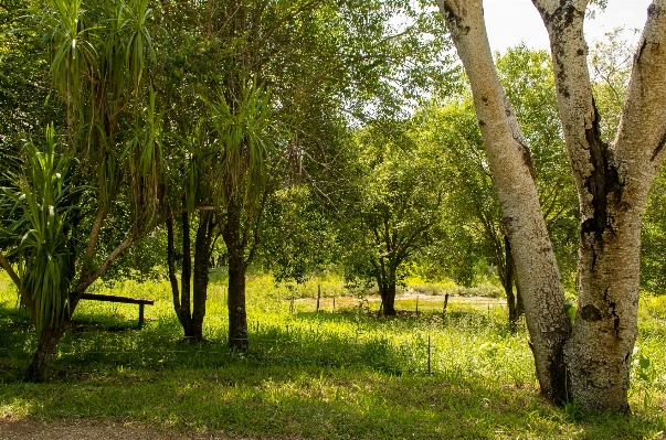 Tree nature forest grass Photo