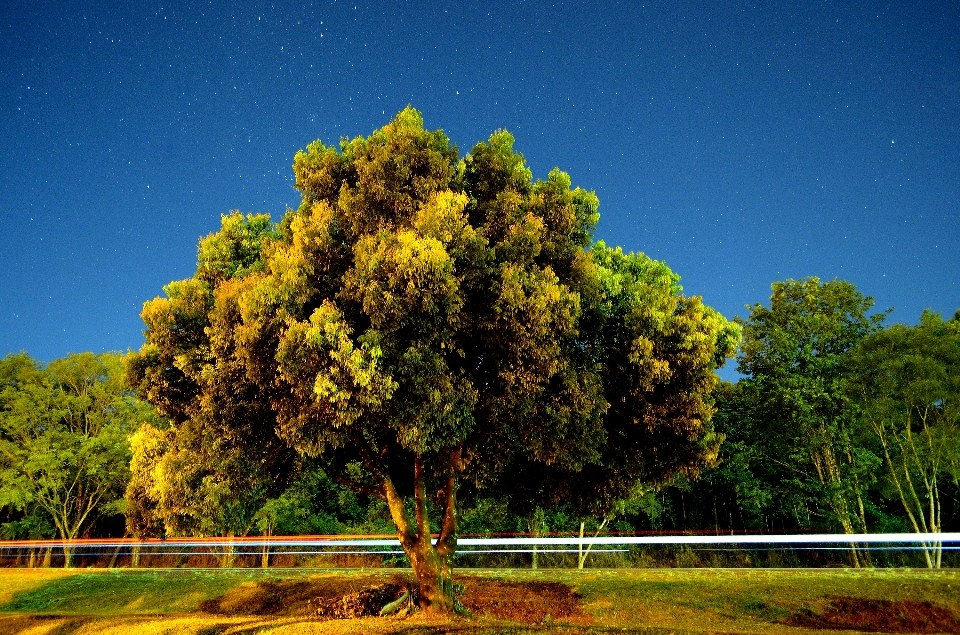 Paesaggio albero natura ramo