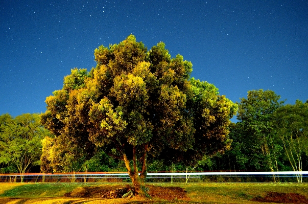 Landscape tree nature branch Photo