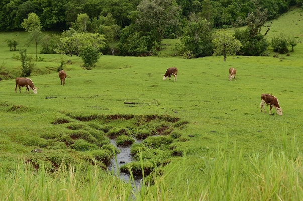 Landscape grass marsh wilderness Photo