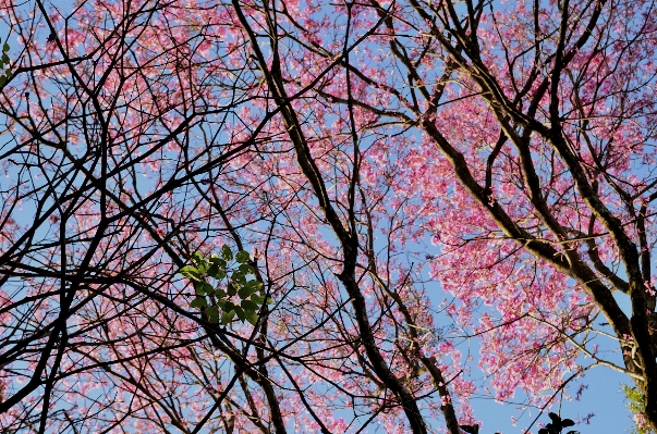 Tree branch blossom plant Photo