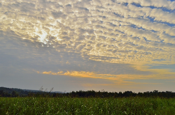 Sea nature grass horizon Photo