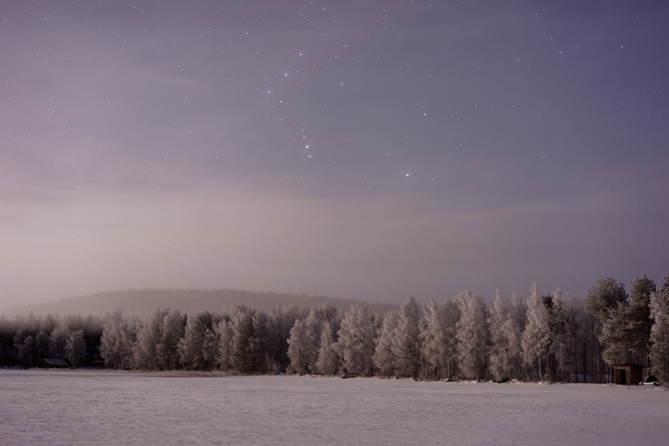 Forest snow winter sky