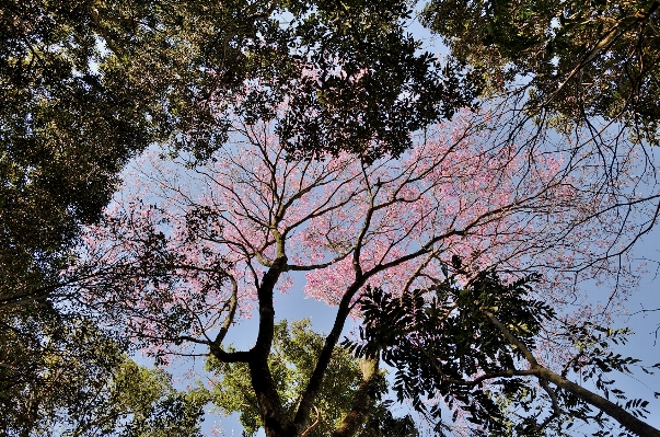 Tree nature branch blossom Photo