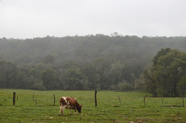 Landscape grass mountain field Photo