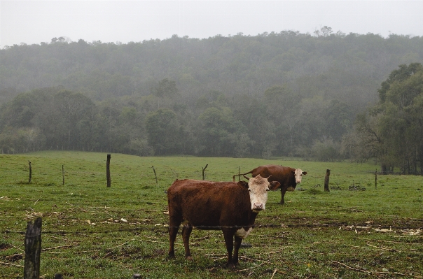 Landscape grass field farm Photo