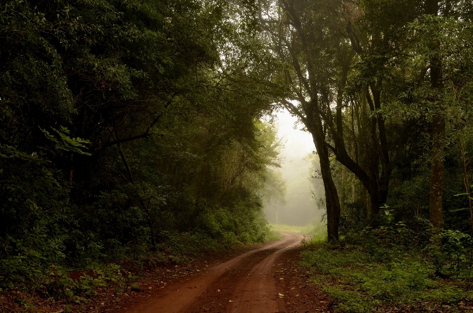 Landscape tree nature forest