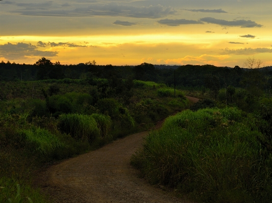 Foto Lanskap pohon alam hutan