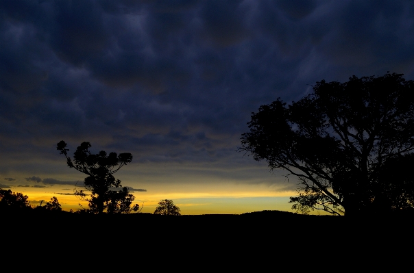 Tree nature horizon cloud Photo