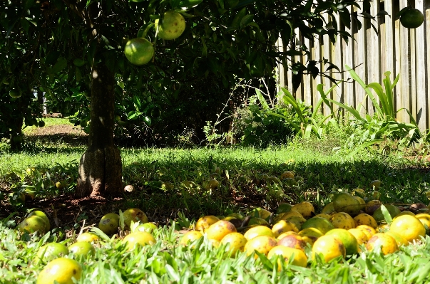 Tree plant lawn flower Photo