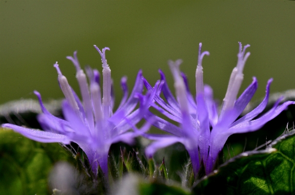 Nature grass blossom plant Photo