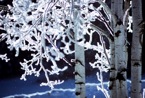 Photo Arbre bifurquer neige froid