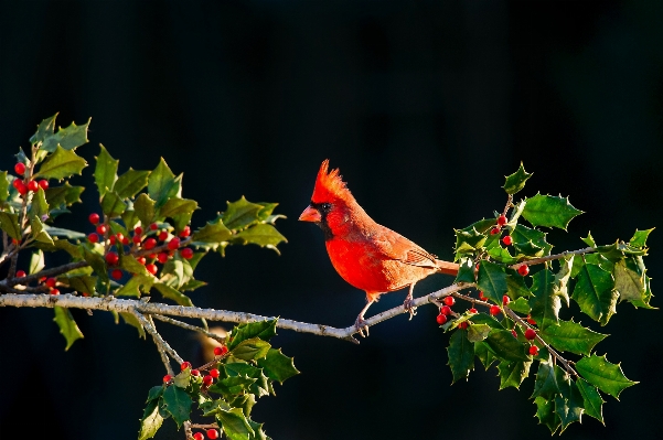 木 自然 ブランチ 鳥 写真