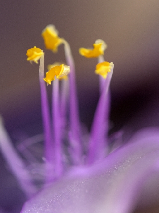 手 花 植物 写真撮影