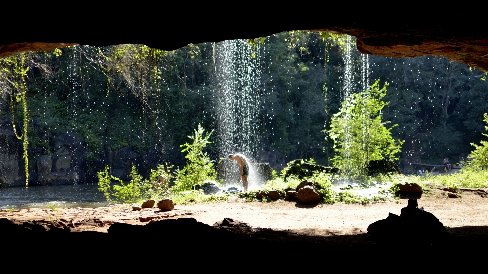 Baum wasser natur wald