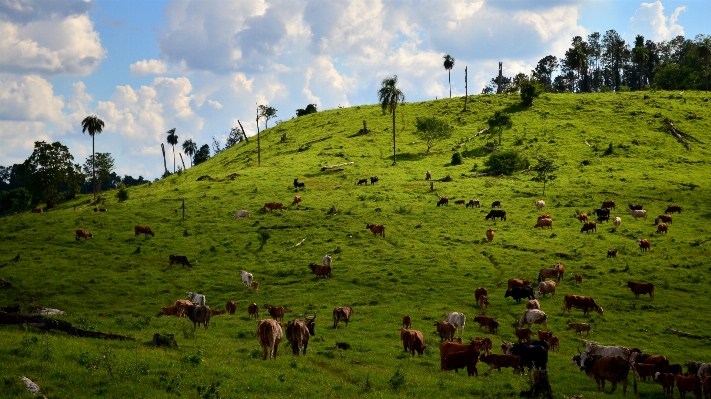 Landscape grass mountain field Photo